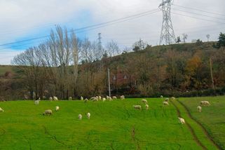 Česká města nasazují místo sekaček stáda ovcí a koz - Pozitivní zprávy - Články na Seznamu